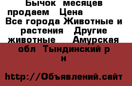 Бычок 6месяцев продаем › Цена ­ 20 000 - Все города Животные и растения » Другие животные   . Амурская обл.,Тындинский р-н